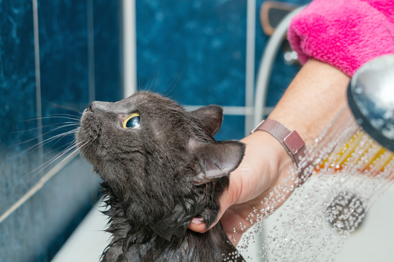 Bathing gray cat in the bathroom
