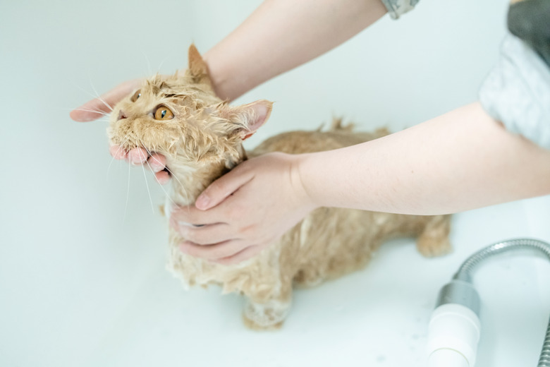 Horizontal shot of a munchkin cat taking a bath