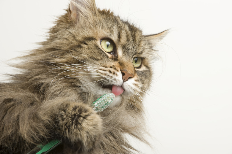 Maine Coon Cat Dental Hygiene