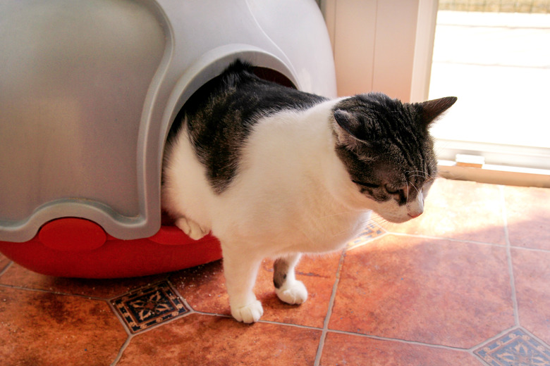Cat using toilet