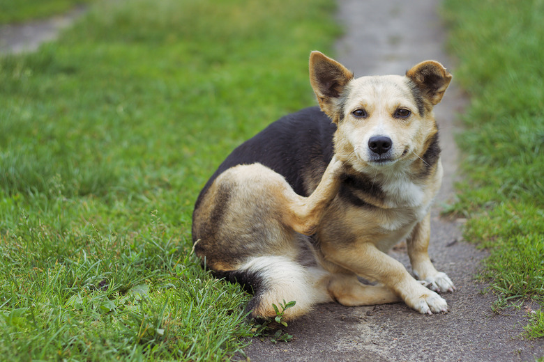 dog posing outdoors