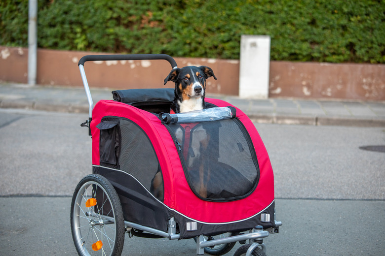 Dog sitting in bicycle trailer