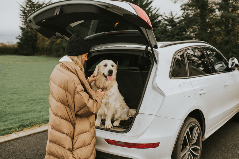 A golden retriever sits in a car boot / trunk