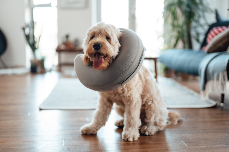 Cute Goldendoodle with inflatable vet collar after being neutered