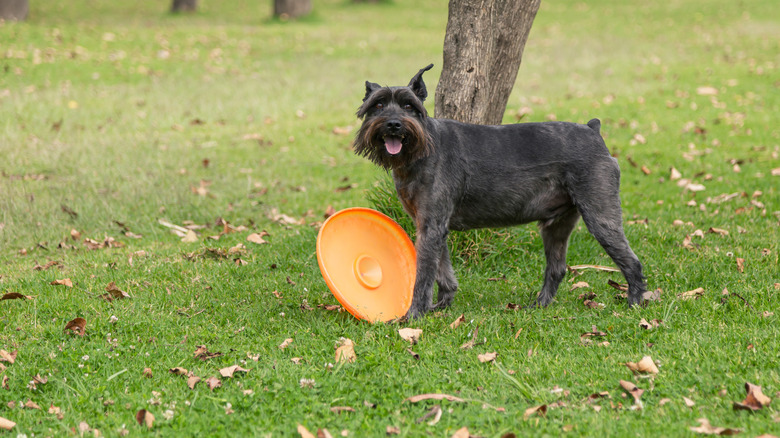 Schnauzer dog playing with an orange