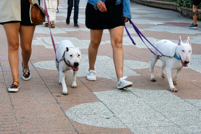 Walking the dog on a leash