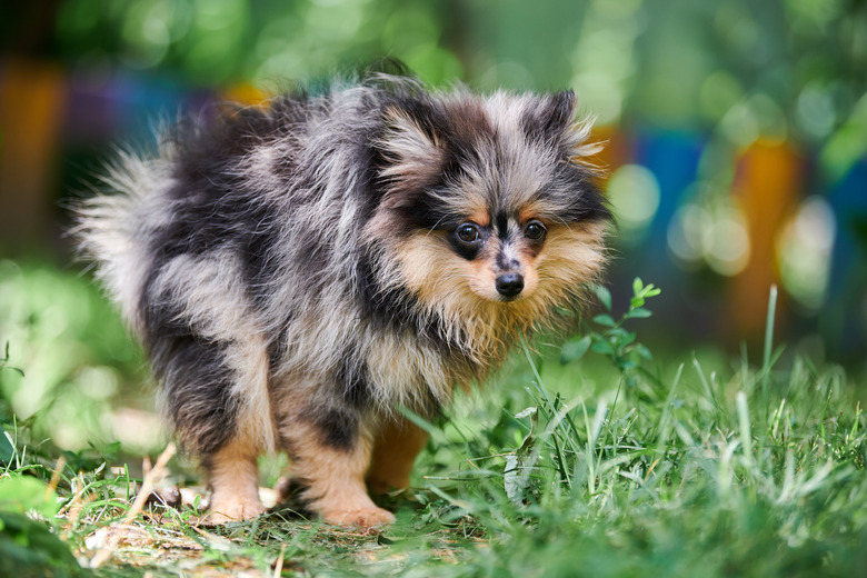 Pomeranian Spitz Puppy Pooping In Garden. Cute Pomeranian Dog On Walk. Puppy Black