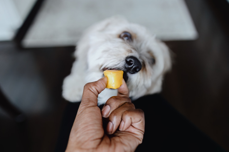 Woman Feeds Her Dog a Piece of Mango