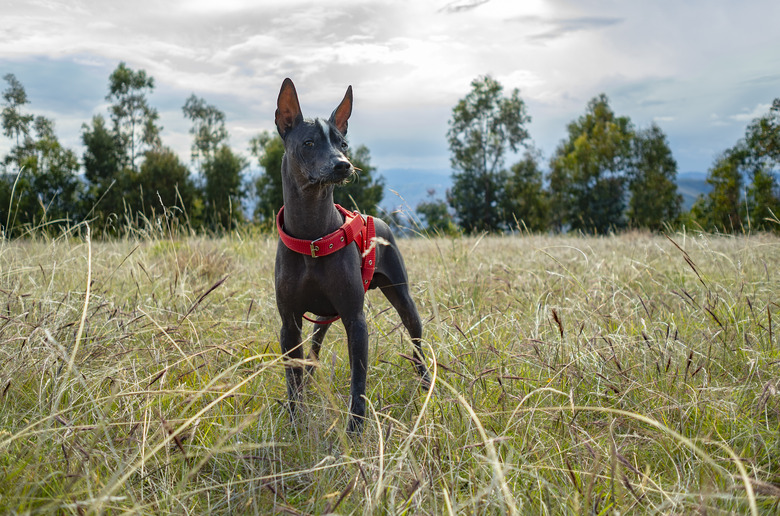 Peruvian Hairless Dog