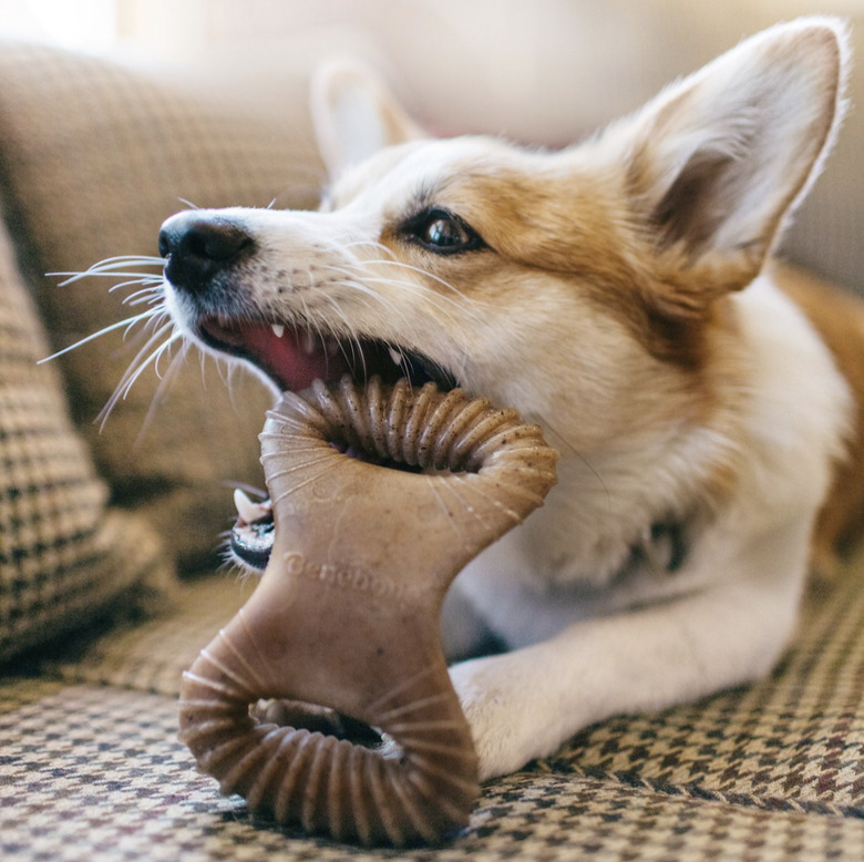 Small dog chewing on a Benebone Bacon Flavor Dental Tough Dog Chew Toy