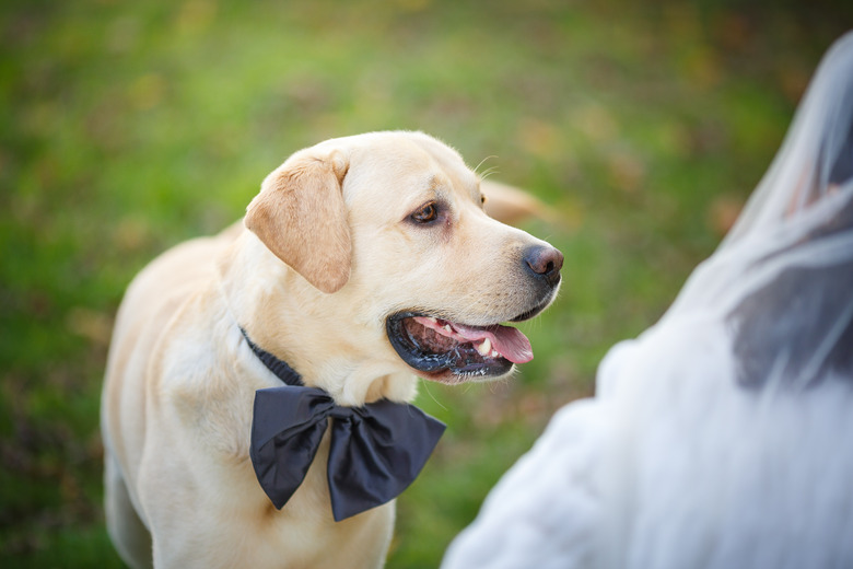 Buddy The Dog with a Tie