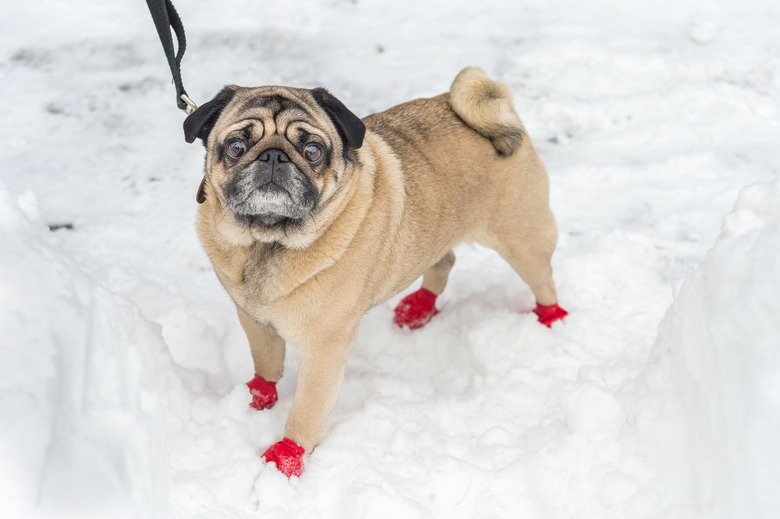 Adorable Pug wearing red boots