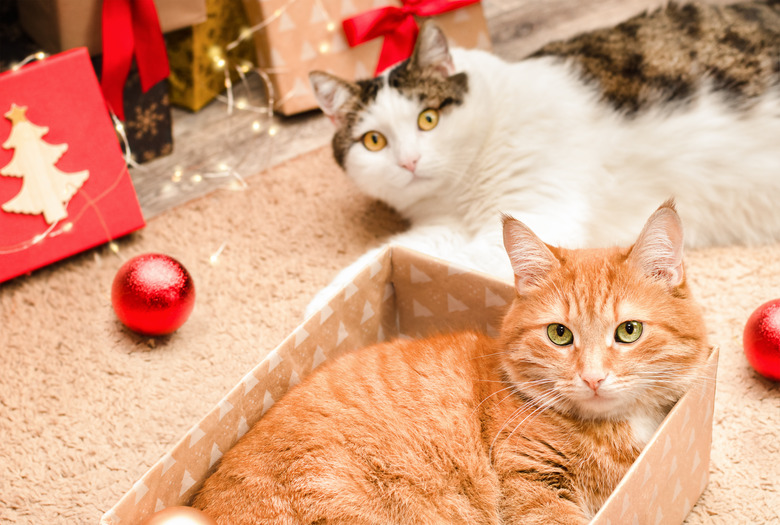 domestic cats with christmas gifts