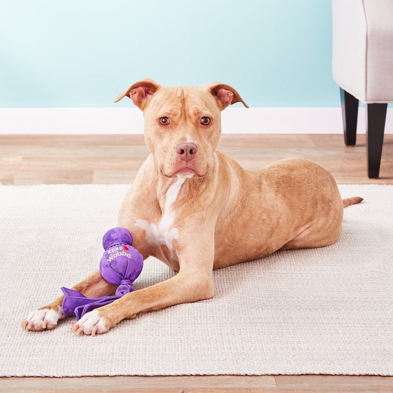 Dog sitting with Kong Wubba