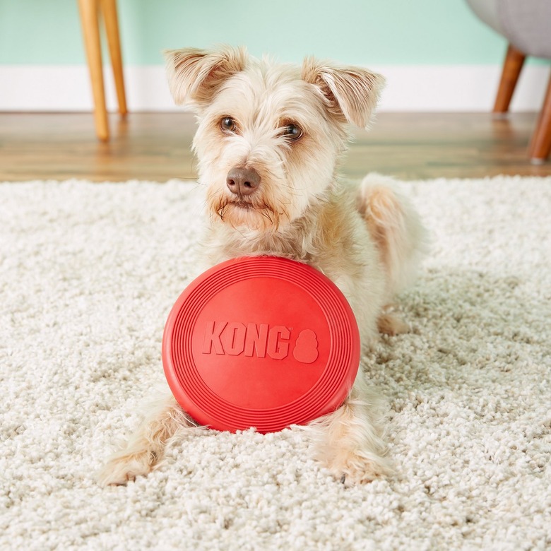 Dog sitting with Kong toy