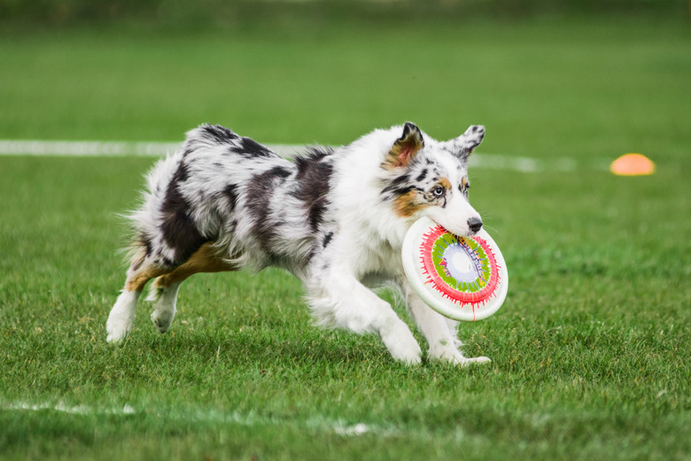 australian shepherd catched flying disk