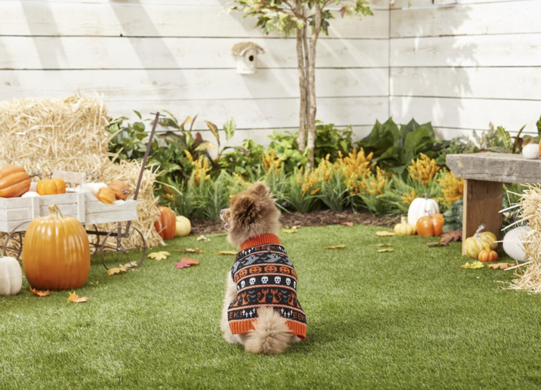 Pomeranian in a pumpkn patch wearing a knit sweater with cats
