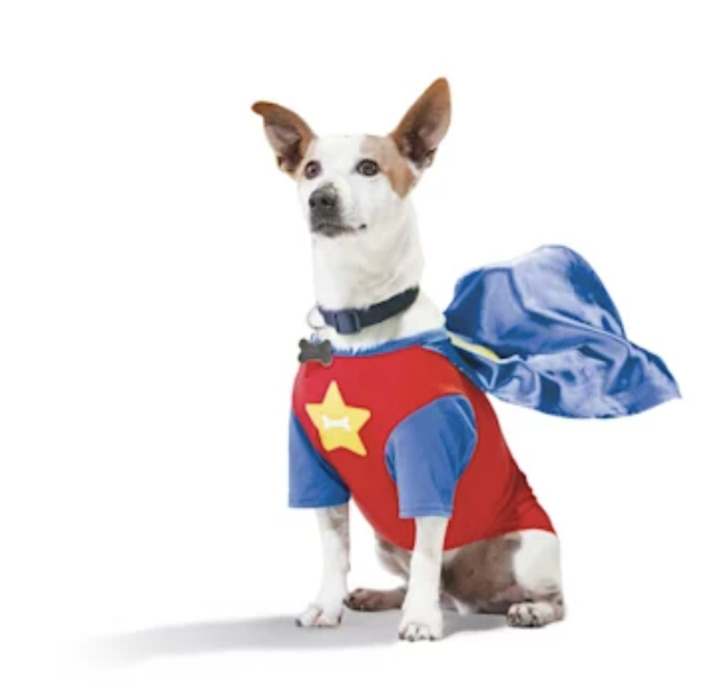 Dog wearing a Super Pup tee that's blue
