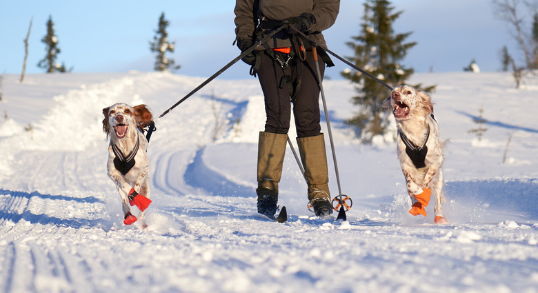 English Setters running in the snow