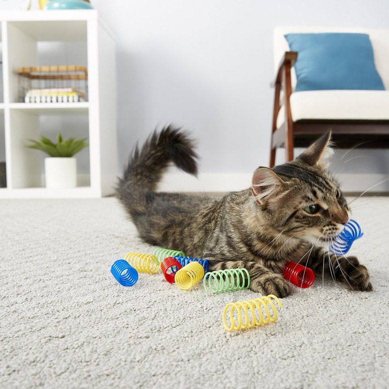 Cat playing with 10 different spring toys in a variety of colors.