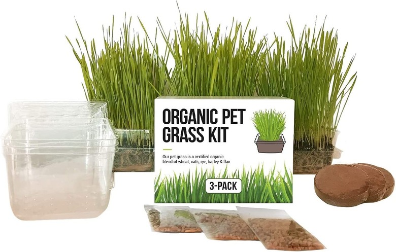 Organic pet grass kit with three grow trays