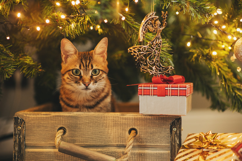Maine coon kitten plays on a Christmas background