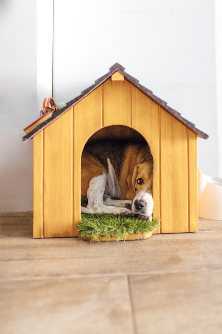 Dog in small kennel at home