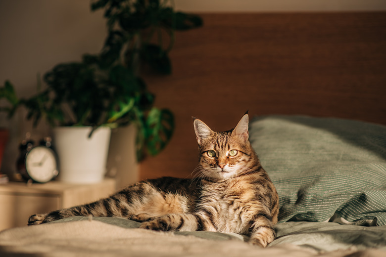 Ginger cat lies on bed. The fluffy pet comfortably settled to sleep or to play. Cute cozy background