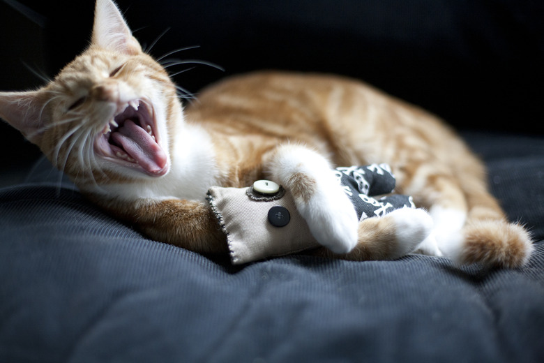 Yawn
