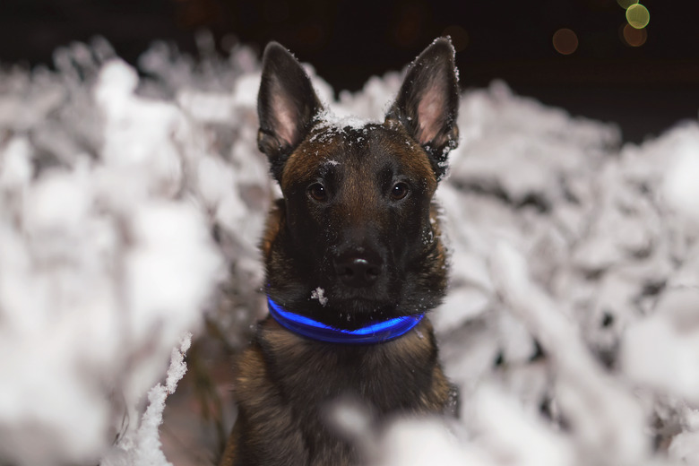 The portrait of a serious Belgian Shepherd dog Malinois posing in snowy bushes at night wearing a blue LED collar