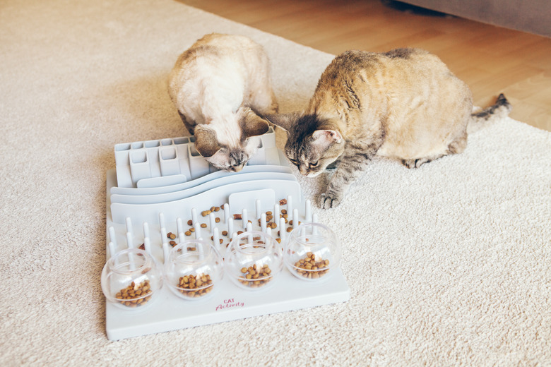 Mental challenges game for cats