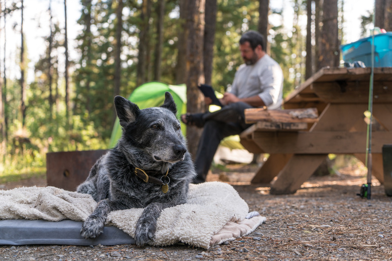 Man camps with tent and dog