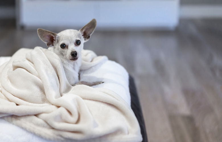 Senior chihuahua on white
