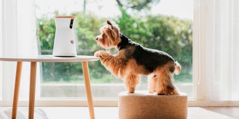 A small brown and black dog stands on a cushion