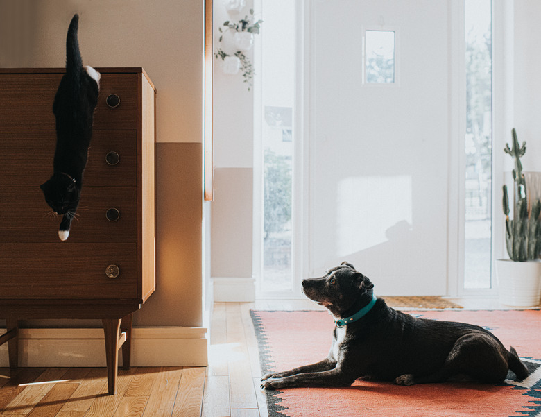 A cat leaps off a chest of drawers