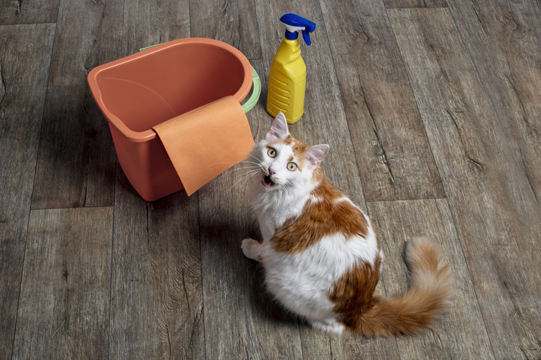 Tabby Cat Beside Cleaning Equipment Looking Funny To The Camera.