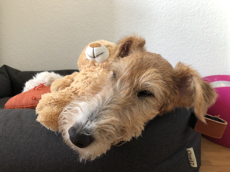 Sleeping dog in his dog bed