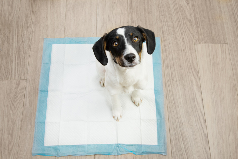 Portrait puppy dog sitting on a pee training pad