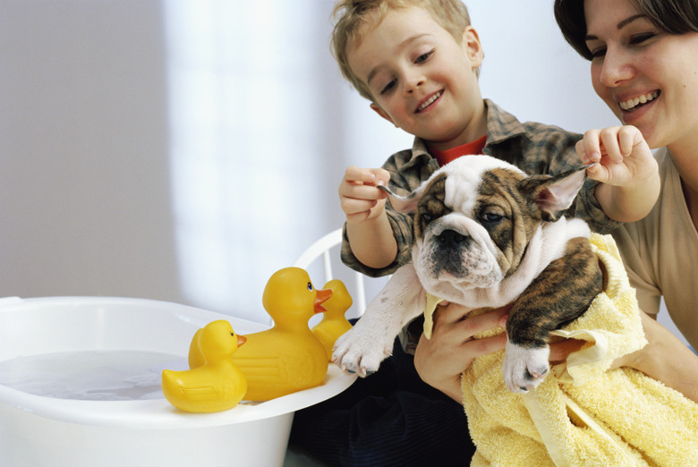 Mother and Son Washing Bulldog Puppy