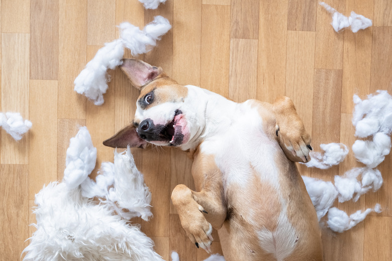 Playful Dog Among Torn Pieces Of A Pillow On The Floor