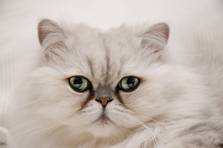 Persian Cat