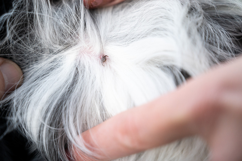 Small tick attached to the skin of a dog and sucking blood. Berlin