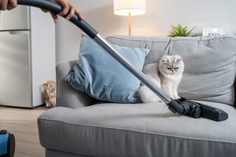 Close up hands of woman vacuuming dust and fur on sofa from little cat. Attractive beautiful female using vacuum cleaning