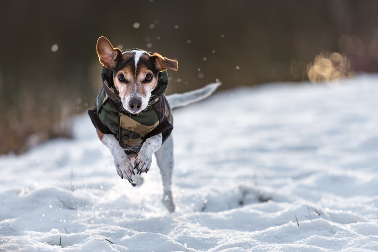 small dog runs over a meadow in the snow in winter and wears a warm coat - Cute Jack Russell Terrier hound