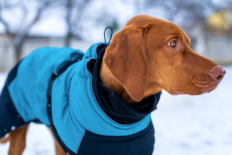 Close-up of vizsla looking away during winter