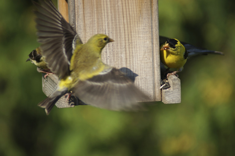 Goldfinches on a bird seed feeder