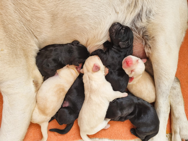 Bunch of yellow and black labrador puppies sleeping peacefully - closeup