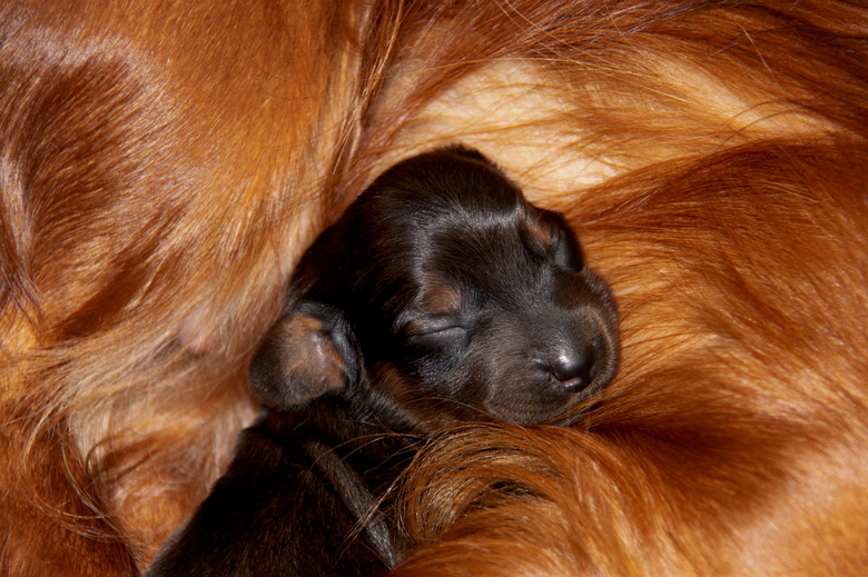 A newborn puppy of a long-haired dachshund sleeps sweetly on its mother's fur. Close-up.