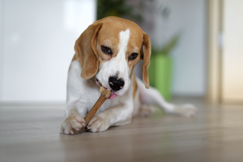 Dog chewing a bone indoors
