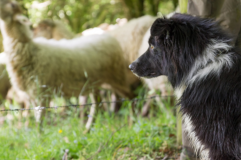 Black collie guarding sheep